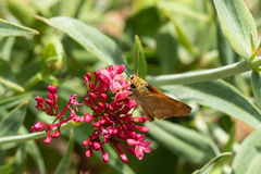 Ochlodes sylvanoides