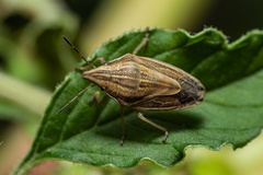 Aelia acuminata
