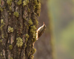 Certhia brachydactyla