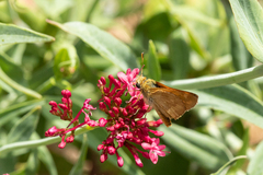 Ochlodes sylvanoides