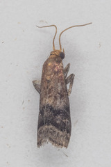 Eulogia ochrifrontella