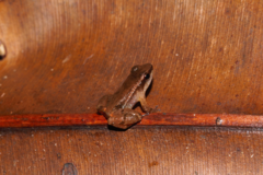 Anomaloglossus baeobatrachus