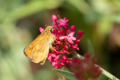 Ochlodes sylvanoides