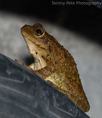 Osteopilus septentrionalis