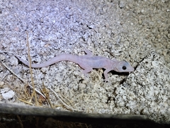 Phyllodactylus nocticolus