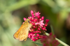 Ochlodes sylvanoides