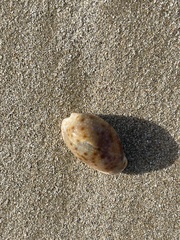 Naria erosa