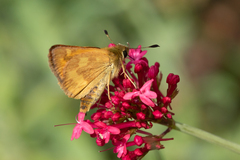 Ochlodes sylvanoides