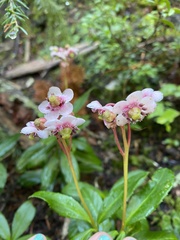 Chimaphila umbellata
