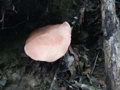 Tylopilus felleus
