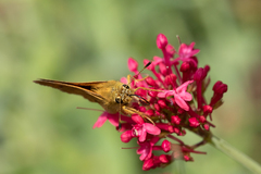 Ochlodes sylvanoides