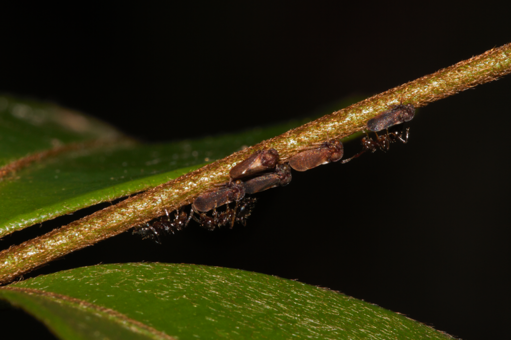 Scytodepsa exigua