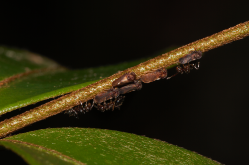 Scytodepsa exigua