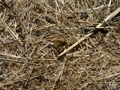 Coenonympha california