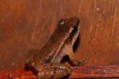 Anomaloglossus baeobatrachus