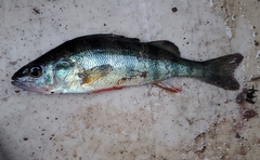 Perca flavescens