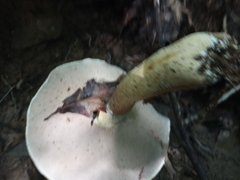 Tylopilus felleus