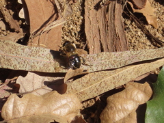 Eristalinae