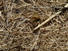 Coenonympha california