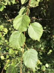 Betula occidentalis
