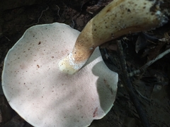 Tylopilus felleus