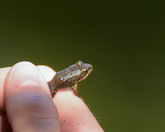 Pelophylax perezi