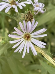 Symphyotrichum
