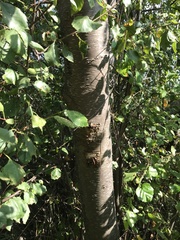 Betula occidentalis