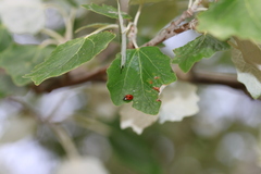 Adalia bipunctata