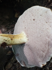 Tylopilus felleus