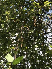Betula occidentalis