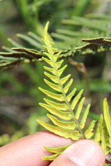 Pityrogramma austroamericana