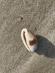 Naria erosa