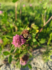 Bombus impatiens