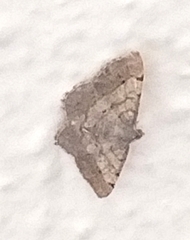 Frederickia nigricomma