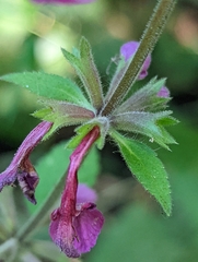 Stachys chamissonis