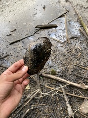 Pyganodon grandis