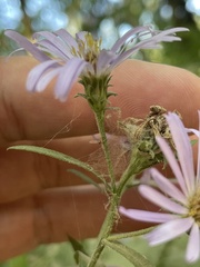 Symphyotrichum