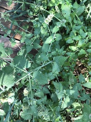 Nepeta cataria