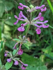 Stachys chamissonis