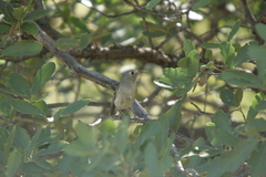 Vireo huttoni