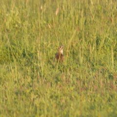 Sturnella magna auropectoralis