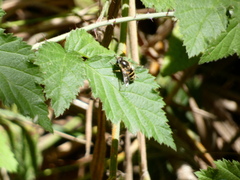 Eristalis hirta