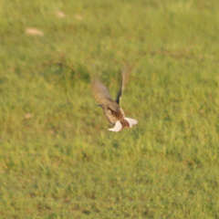 Sturnella magna auropectoralis