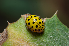 Psyllobora vigintiduopunctata