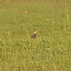 Sturnella magna auropectoralis