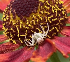 Misumenoides formosipes