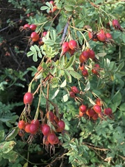 Rosa woodsii