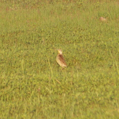 Sturnella magna auropectoralis