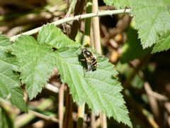 Eristalis hirta